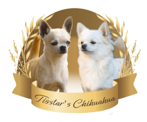 Tisstar’s Chihuahua